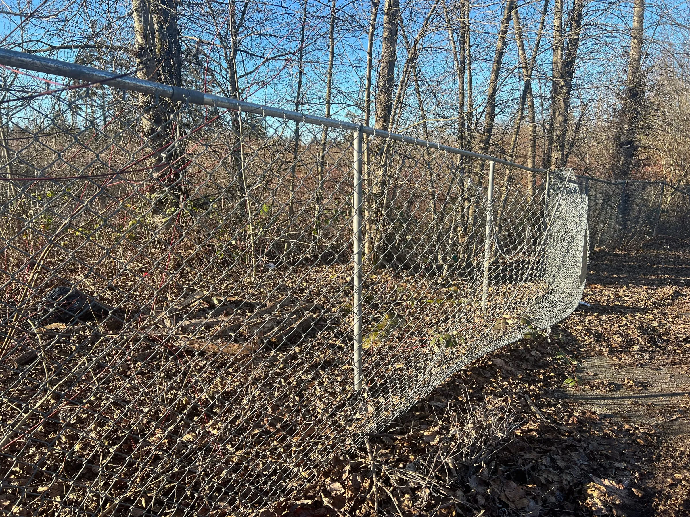 A chain link fence pulled down along a wooded edge